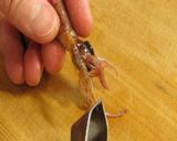 ホタルイカの辛子酢味噌♪春の旬で簡単!作り方3写真