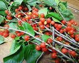 さくらんぼ(桜桃)ジャム作り方1写真