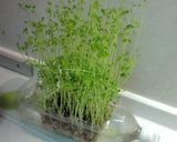 豆まめ豆まめ豆サラダ♪（5種の豆入り♪）作り方12写真