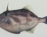 ウマズラハギの煮物作り方1写真