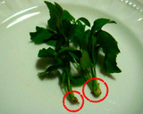 五加木（うこぎ）のくるみ味噌和え作り方1写真