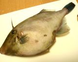 魚のフォアグラ？ウマヅラハギのソテー作り方2写真