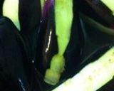 トルコ料理 ナスとトマトの挽肉煮込み作り方1写真