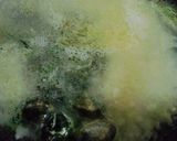 新食感❀ヘルシーなシーフードリゾット作り方2写真
