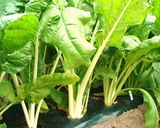ビエトラでイタリア野菜の巻き寿司作り方1写真