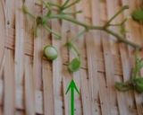 山椒の実の佃煮作り方5写真