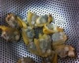カルシゥムたっぷりクラムチャウダー作り方6写真