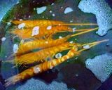 車海老の艶煮（つやに）作り方2写真