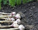 新にんにくのおつまみ作り方4写真