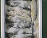 虹鱒の燻製作り方1写真