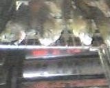 虹鱒の燻製作り方3写真