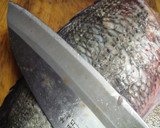 鯛を三枚おろし⇒刺身にしてみます作り方11写真