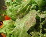 Carrot and Rocket Salad ニンジンとルッコラのサラダ作り方2写真