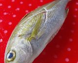 ルクエスチームロースターでいさきの塩焼き作り方1写真