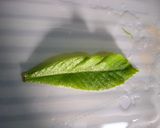 春の酵素作り方6写真