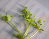 春の酵素作り方7写真