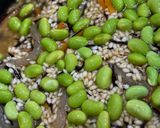 炊飯器で中華おこわ🍚作り方8写真