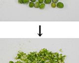 湯葉の佃煮　はし湯葉で作り方2写真