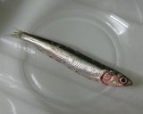 カタクチイワシのオイル漬け作り方1写真