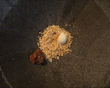 さやいんげん(絹さや)の胡麻味噌和え作り方2写真