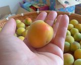 ぽんぽん食堂~梅干しの作り方~作り方3写真