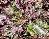 まろやか甘めの梅干し作り方7写真
