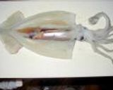 スルメイカの醤油漬け作り方1写真