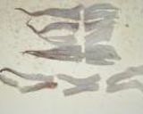 スルメイカの醤油漬け作り方5写真