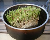豆苗とベーコンのシャッキリ炒め作り方5写真