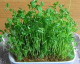 豆苗のポン酢炒め作り方5写真