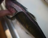 鯵の刺身☆ポン酢で☆作り方2写真
