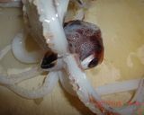 イカとたくあん・きゅうりの甘酢和え作り方6写真