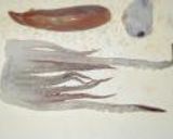 スルメイカの醤油漬け作り方2写真
