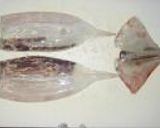 スルメイカの醤油漬け作り方6写真