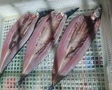 手作り秋刀魚の開きとガスレンジでも美味しく焼ける法作り方4写真