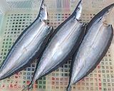 手作り秋刀魚の開きとガスレンジでも美味しく焼ける法作り方5写真