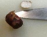 こいもさらだ。作り方19写真
