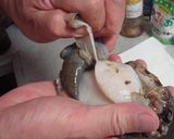 あわびの捌き方（しゃもじ＋文化包丁編）作り方10写真