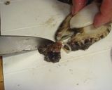 あわびの捌き方（しゃもじ＋文化包丁編）作り方13写真