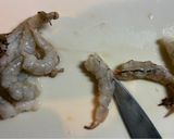 色々野菜と海老と卵のサラダ★サウザンドレ作り方6写真