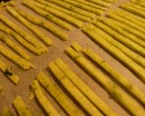 バジルとチーズのスティッククラッカー作り方5写真