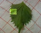 簡単！ 便利♪ 紫蘇カップ作り方3写真