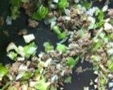 麻婆豆腐作り方3写真