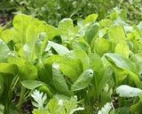 小松菜と鶏の辛子煮びたし作り方5写真
