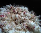梅干炒飯作り方5写真