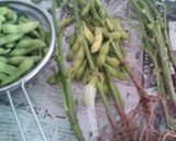 ＜覚書＞枝豆の蒸しゆで作り方1写真