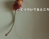 家にあるもので☆ポン！チェリー種の取り方作り方2写真