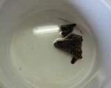 ウナギのたれ☆添付のたれじゃ少ないよ!作り方2写真