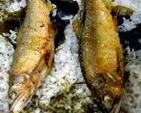 鮎飯作り方12写真