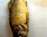 鮎飯作り方13写真